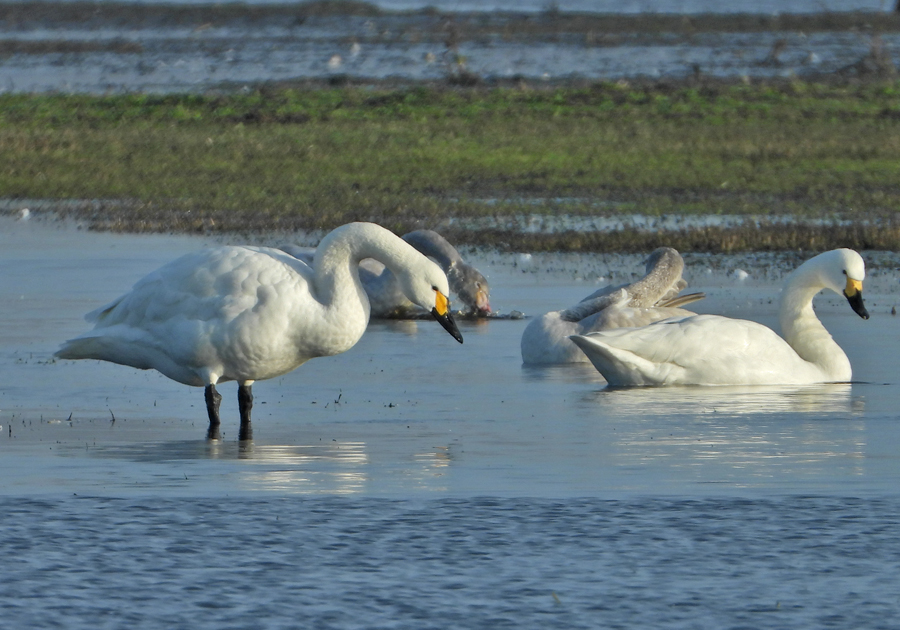 Cygnus bewickii Kleine Zwaan Bewicks Swan